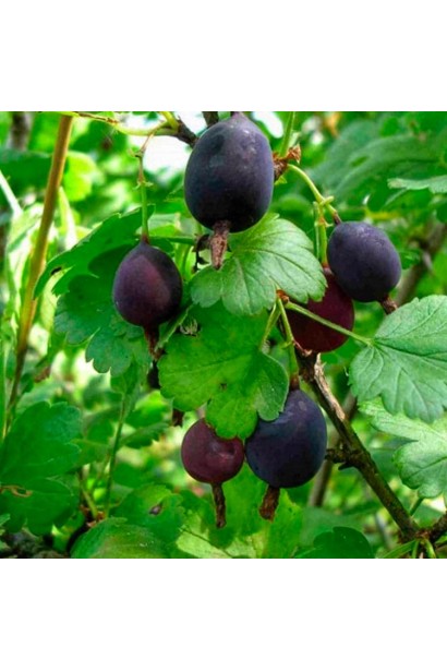 Агрус чорний сорт ‘Чорна Капля’ на гілці